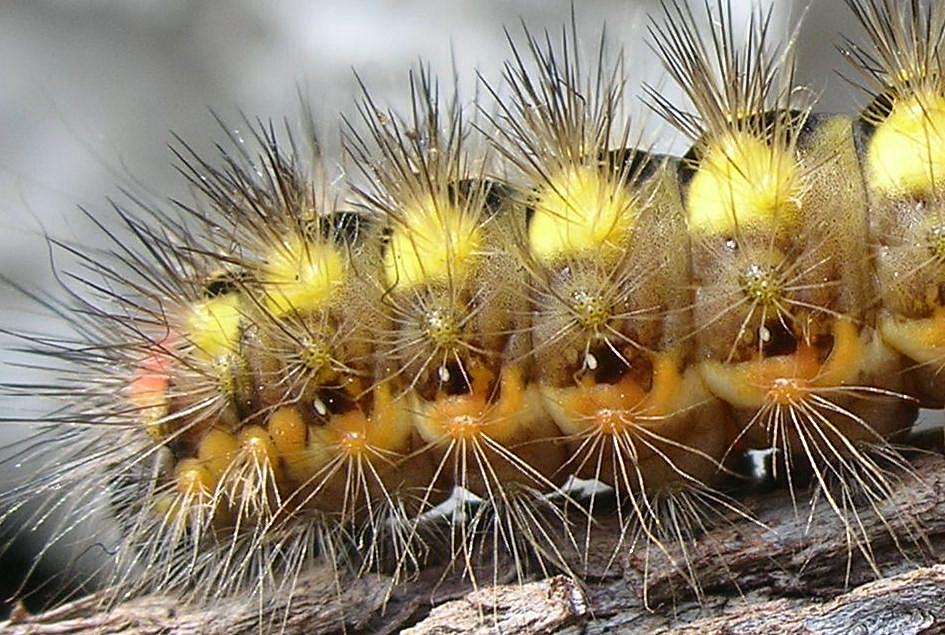 Bruco di Acronicta euphorbiae (Noctuidae)